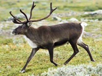 1024px-20070818-0001-strolling_reindeer_cropped