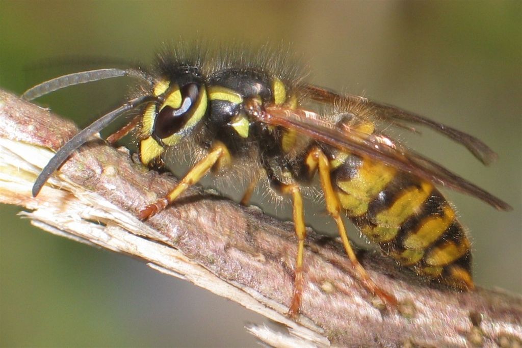Vespula_vulgaris5